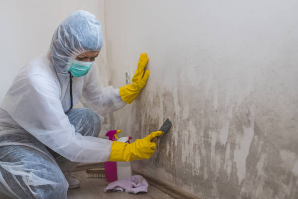 Why You Should Choose Our Mold Remediation Services in Ozona, TX